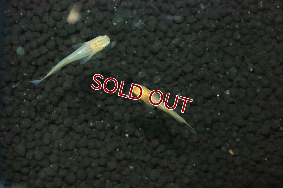 画像3: 【淡水魚】金鱗竜メダカ【１匹 サンプル画像】(変わりめだか)(生体)(淡水)ＮＫMK (3)