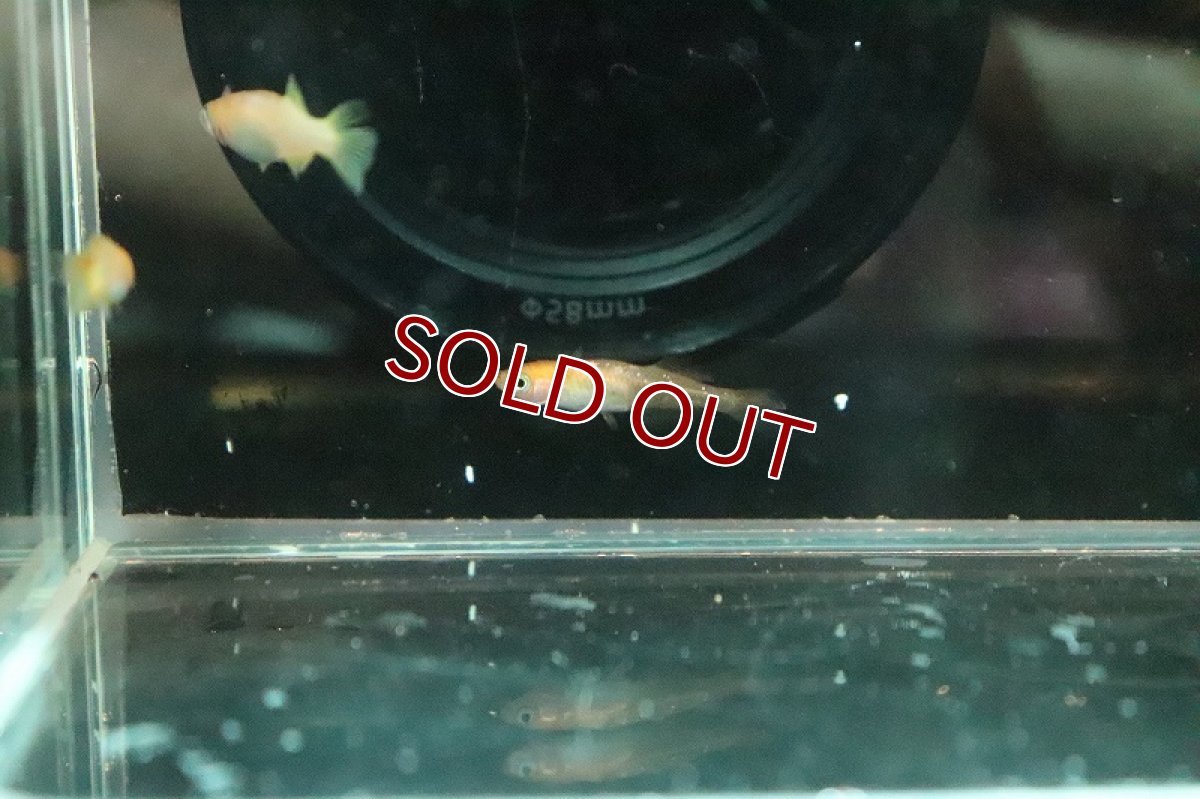 画像4: 【淡水魚】金鱗竜メダカ【１匹 サンプル画像】(変わりめだか)(生体)(淡水)ＮＫMK (4)