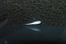 画像1: 【淡水魚】【通販】天帝メダカ【１匹 サンプル画像】(変わりめだか)(生体)(淡水)ＮＫMK (1)