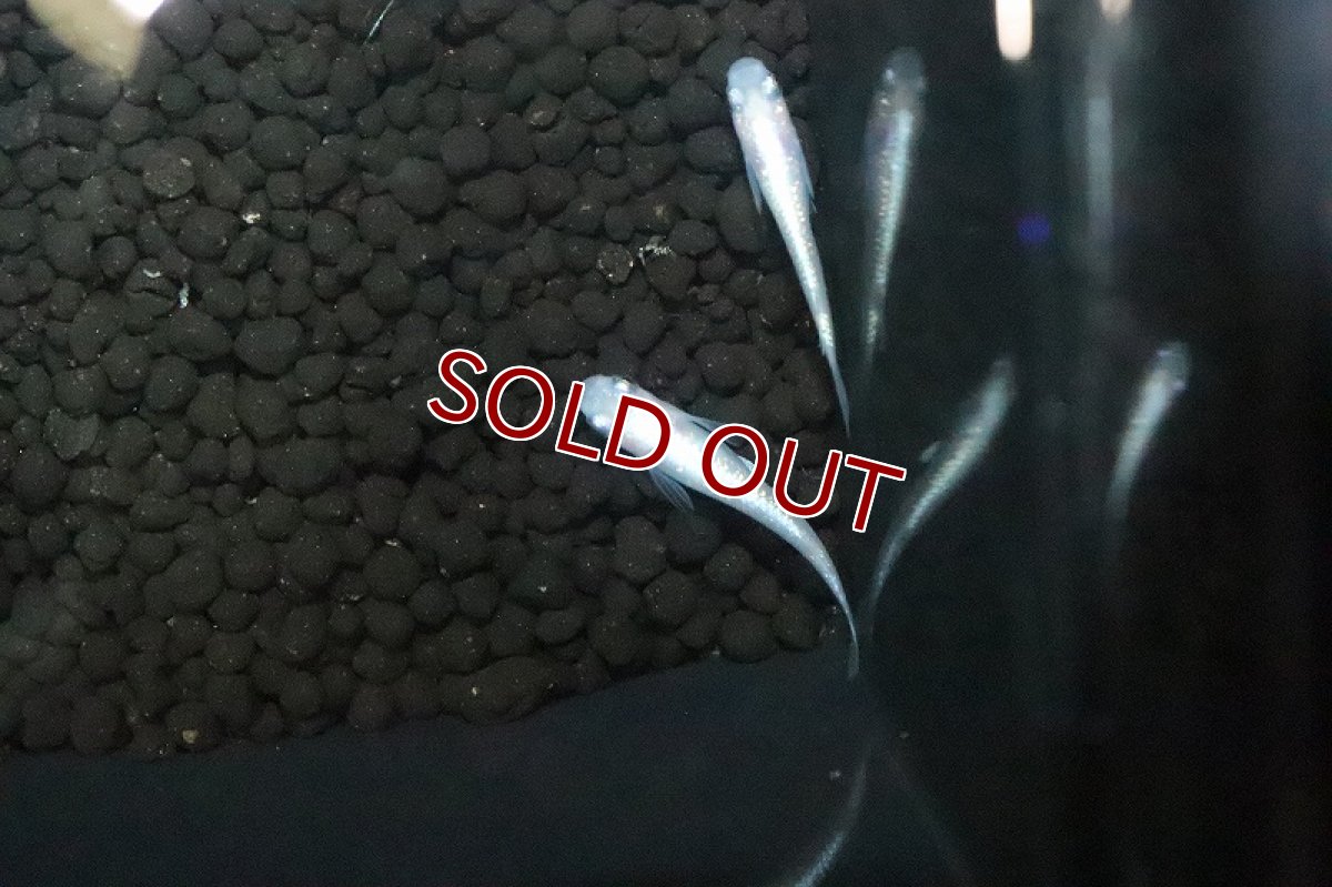 画像2: 【淡水魚】天帝メダカ【１匹 サンプル画像】(変わりめだか)(生体)(淡水)ＮＫMK (2)