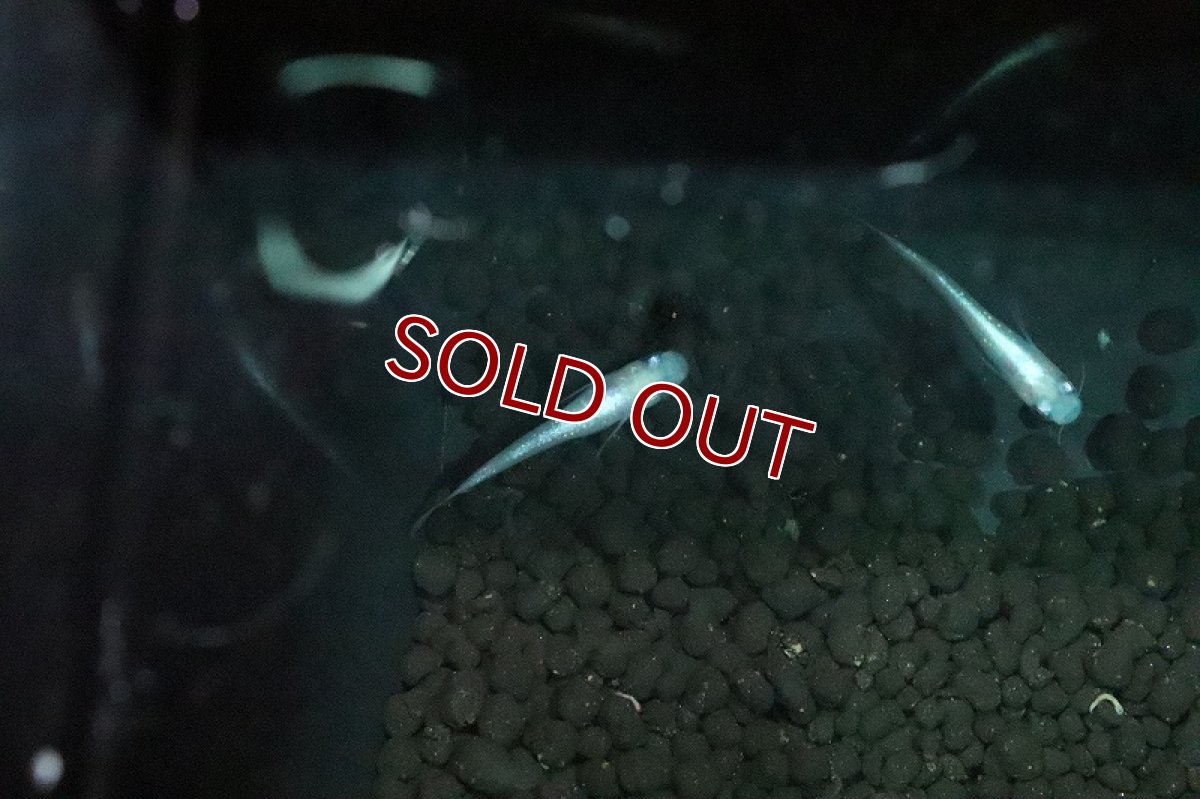 画像3: 【淡水魚】天帝メダカ【１匹 サンプル画像】(変わりめだか)(生体)(淡水)ＮＫMK (3)