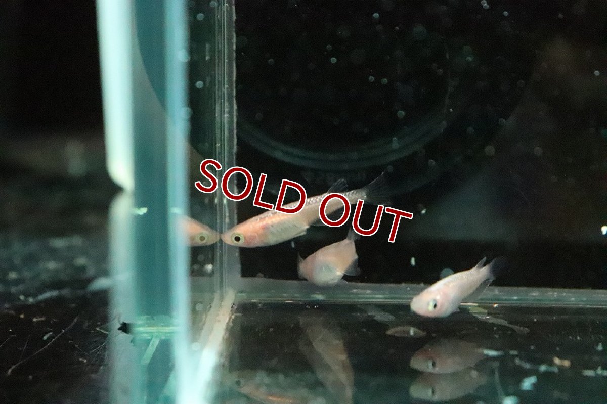 画像4: 【淡水魚】天帝メダカ【１匹 サンプル画像】(変わりめだか)(生体)(淡水)ＮＫMK (4)