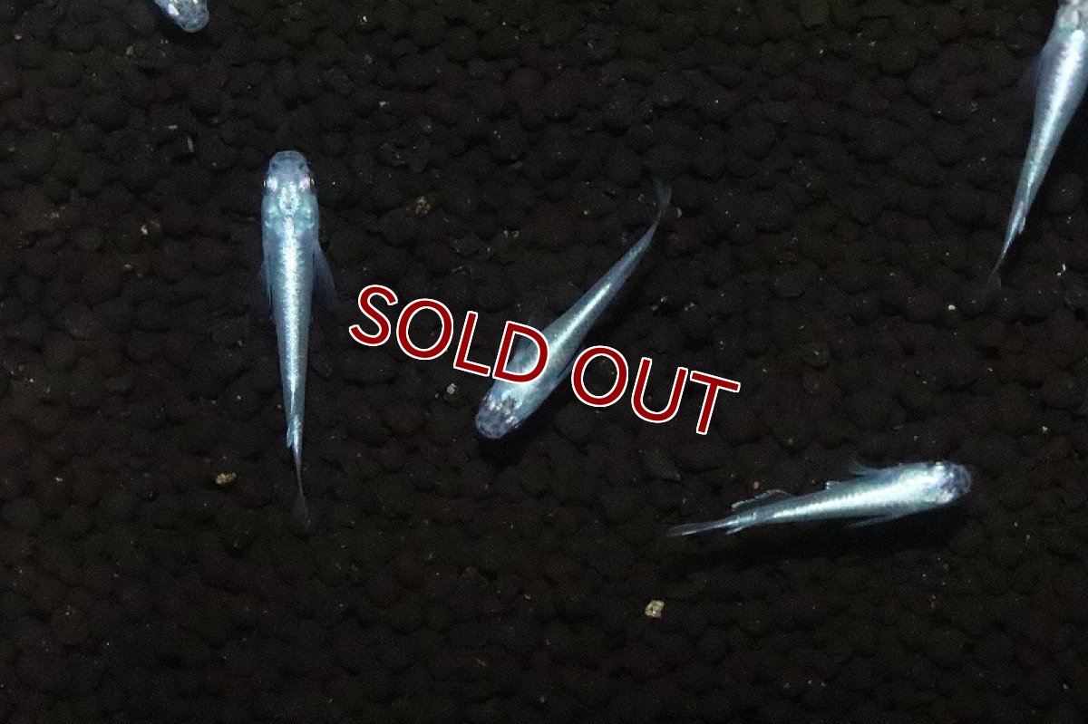 画像2: 【淡水魚】SSグレード マリンブルー幹之メダカ【１匹 サンプル画像】(変わりめだか)(生体)(淡水)ＮＫMK (2)