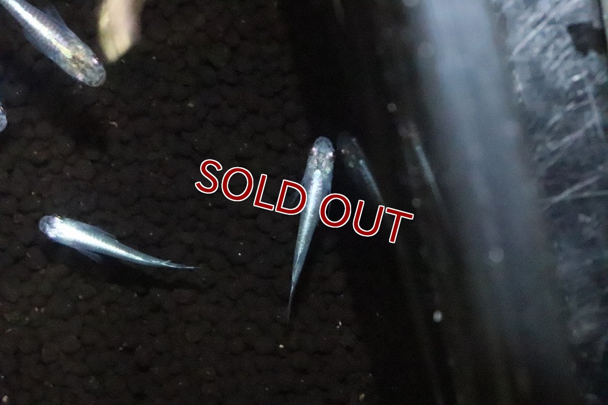 画像3: 【淡水魚】SSグレード マリンブルー幹之メダカ【１匹 サンプル画像】(変わりめだか)(生体)(淡水)ＮＫMK (3)