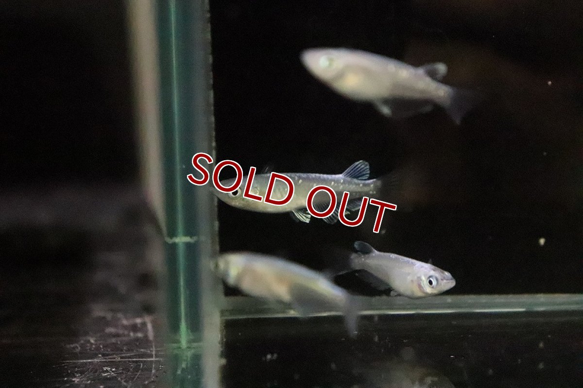 画像4: 【淡水魚】SSグレード マリンブルー幹之メダカ【１匹 サンプル画像】(変わりめだか)(生体)(淡水)ＮＫMK (4)