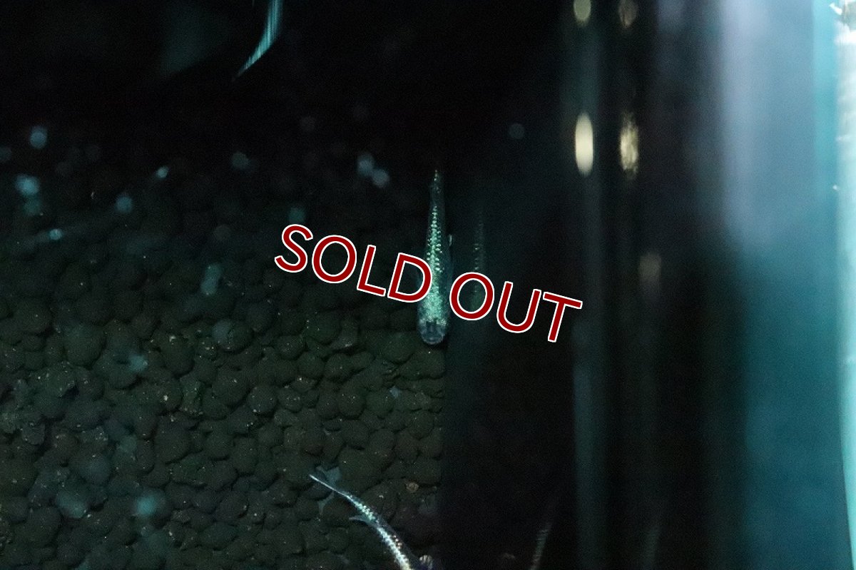 画像2: 【淡水魚】黒超新星メダカ【１匹 サンプル画像】(変わりめだか)(生体)(淡水)ＮＫMK (2)