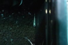 画像2: 【淡水魚】【通販】黒超新星メダカ【１匹 サンプル画像】(変わりめだか)(生体)(淡水)ＮＫMK (2)