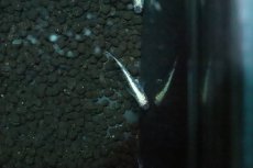 画像3: 【淡水魚】【通販】黒超新星メダカ【１匹 サンプル画像】(変わりめだか)(生体)(淡水)ＮＫMK (3)