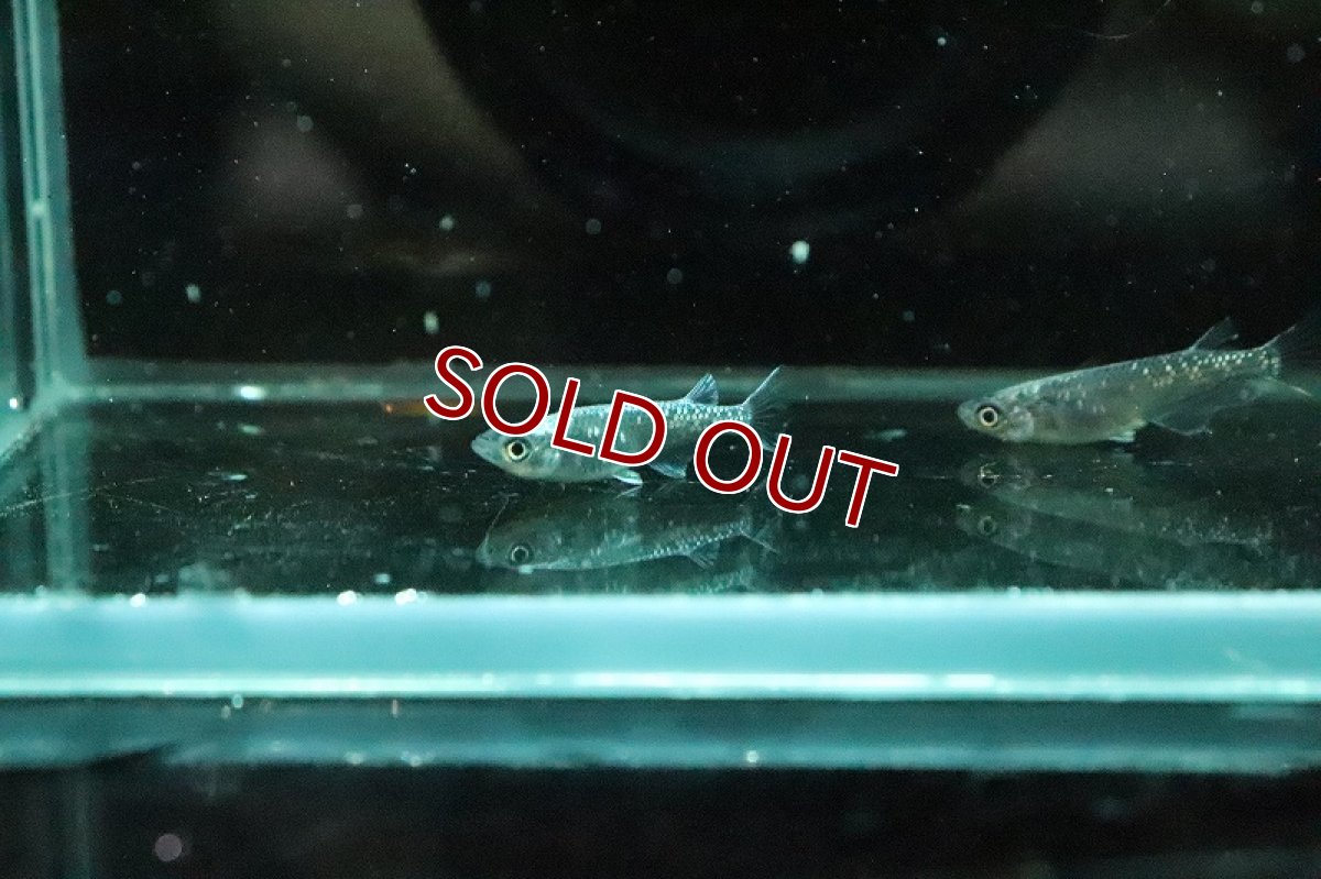 画像4: 【淡水魚】黒超新星メダカ【１匹 サンプル画像】(変わりめだか)(生体)(淡水)ＮＫMK (4)