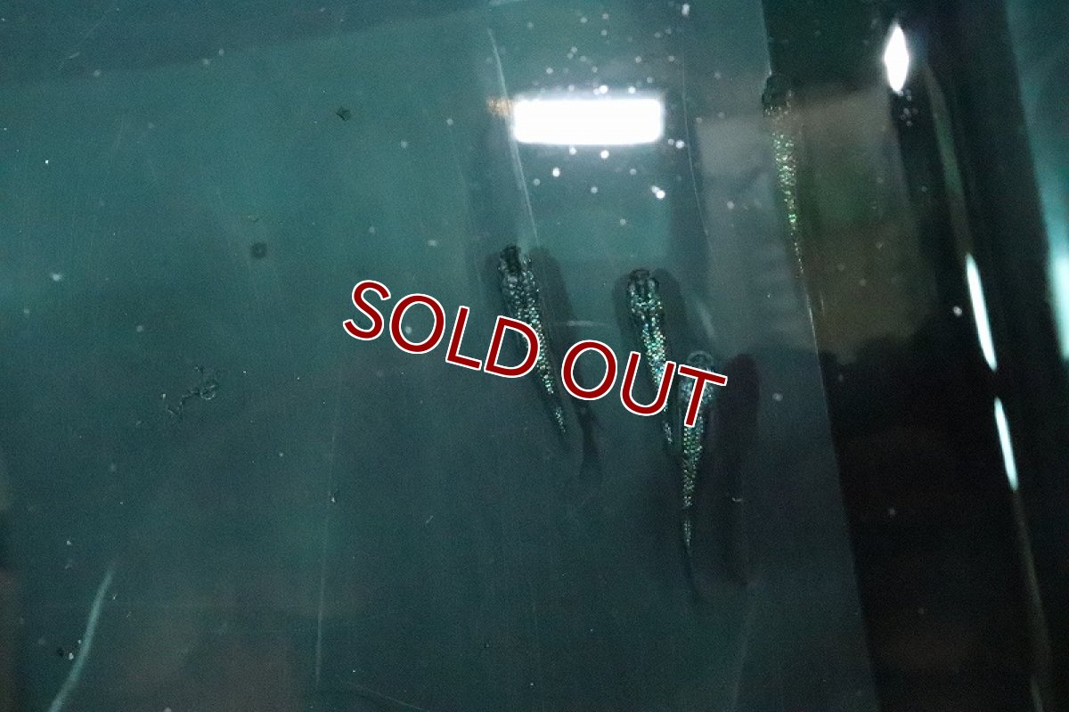 画像2: 【淡水魚】鬼ラメメダカ【１匹 サンプル画像】(変わりメダカ)(生体)(熱帯魚)NKKM (2)