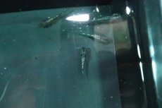 画像3: 【淡水魚】【通販】鬼ラメメダカ【１匹 サンプル画像】(変わりメダカ)(生体)(熱帯魚)NKKM (3)