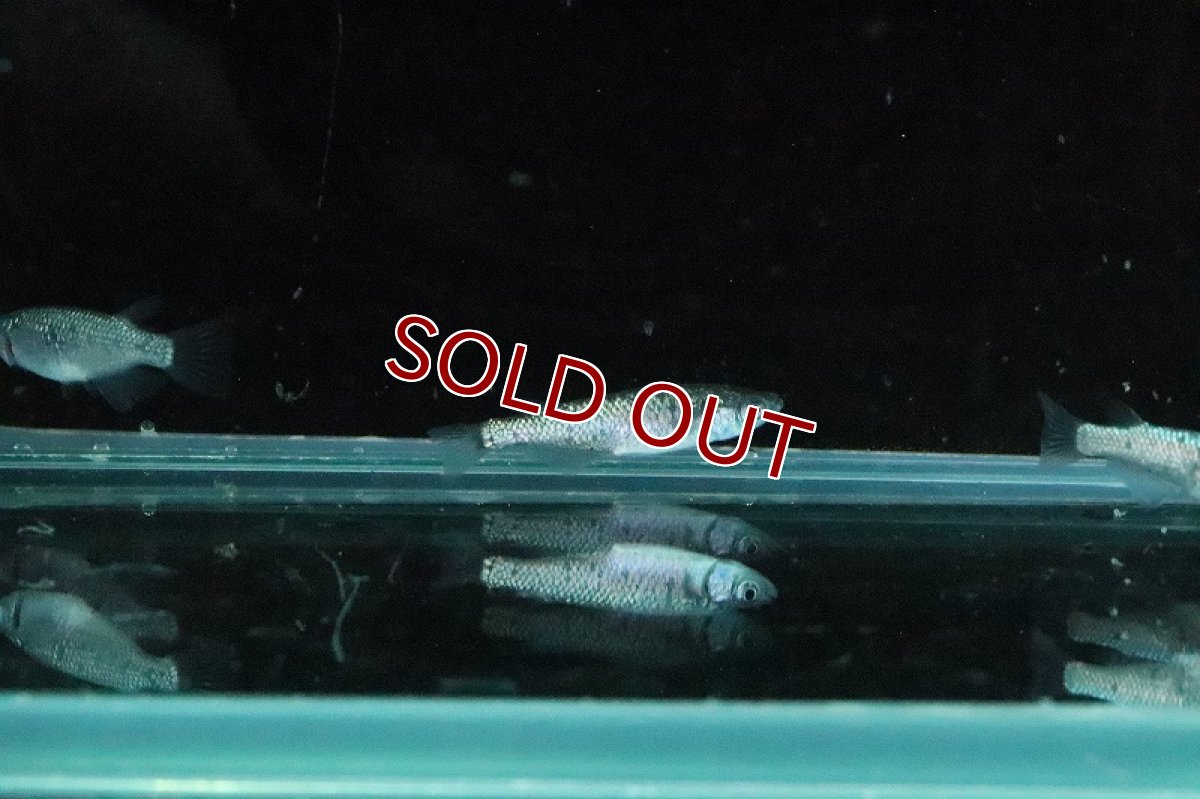 画像4: 【淡水魚】鬼ラメメダカ【１匹 サンプル画像】(変わりメダカ)(生体)(熱帯魚)NKKM (4)