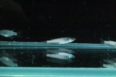 画像4: 【淡水魚】【通販】鬼ラメメダカ【１匹 サンプル画像】(変わりメダカ)(生体)(熱帯魚)NKKM (4)