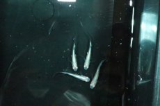 画像1: 【淡水魚】【通販】龍の瞳メダカ Sグレード【１匹 サンプル画像】(変わりメダカ)(生体)(熱帯魚)NKKM (1)