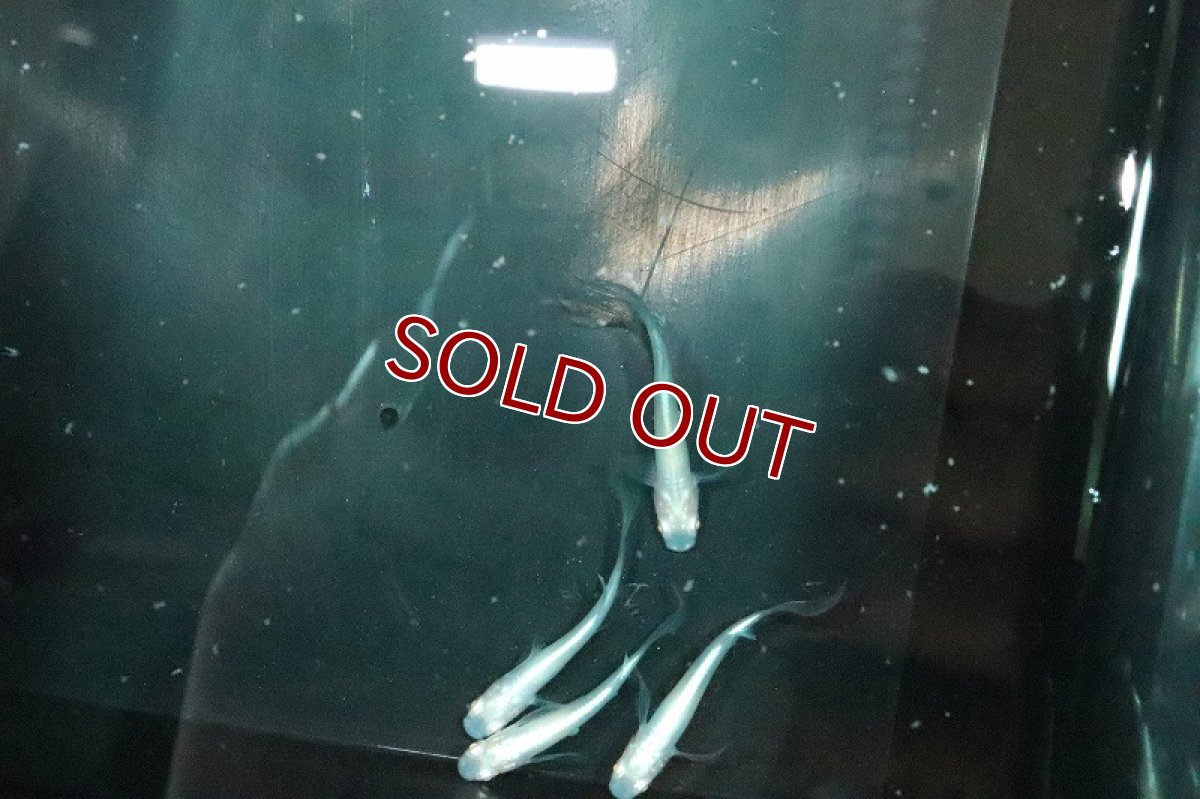 画像2: 【淡水魚】龍の瞳メダカ Sグレード【１匹 サンプル画像】(変わりメダカ)(生体)(熱帯魚)NKKM (2)