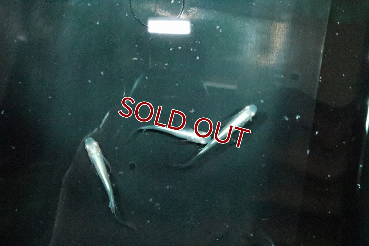 画像3: 【淡水魚】龍の瞳メダカ Sグレード【１匹 サンプル画像】(変わりメダカ)(生体)(熱帯魚)NKKM (3)