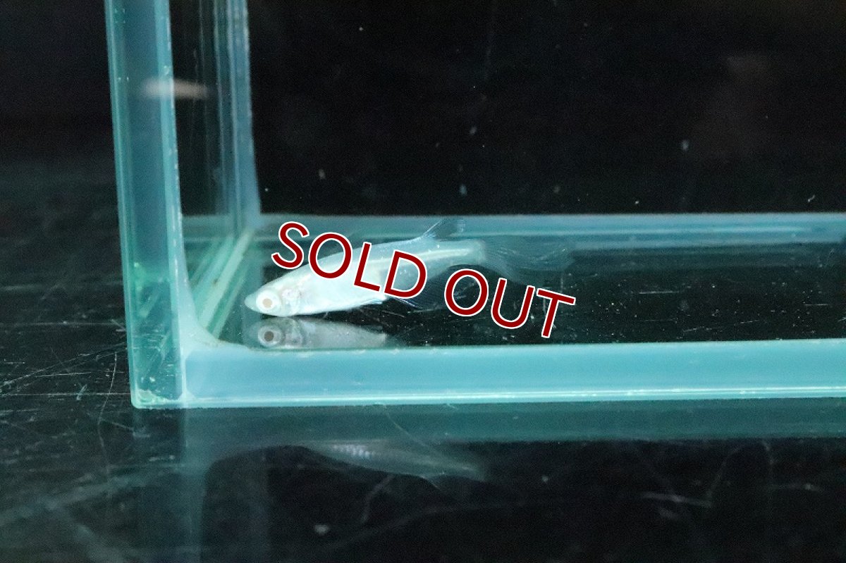 画像4: 【淡水魚】龍の瞳メダカ Sグレード【１匹 サンプル画像】(変わりメダカ)(生体)(熱帯魚)NKKM (4)