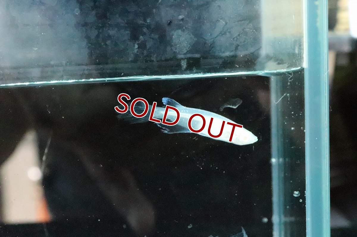 画像5: 【淡水魚】龍の瞳メダカ Sグレード【１匹 サンプル画像】(変わりメダカ)(生体)(熱帯魚)NKKM (5)