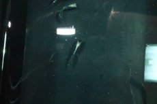 画像2: 【淡水魚】【通販】紫陽花メダカ メダカ屋サバンナブリード【１匹 サンプル画像】(変わりメダカ)(生体)(熱帯魚)NKKM (2)