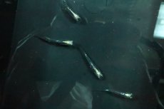 画像3: 【淡水魚】【通販】紫陽花メダカ メダカ屋サバンナブリード【１匹 サンプル画像】(変わりメダカ)(生体)(熱帯魚)NKKM (3)