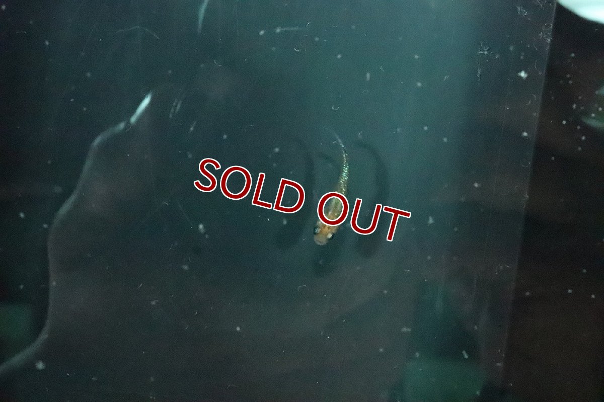 画像2: 【淡水魚】夜桜オレンジメダカ【１匹 サンプル画像】(変わりメダカ)(生体)(熱帯魚)NKKM (2)