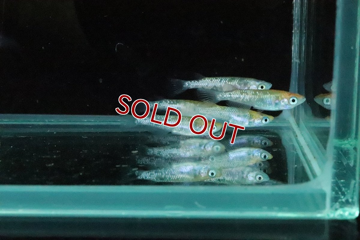 画像4: 【淡水魚】夜桜オレンジメダカ【１匹 サンプル画像】(変わりメダカ)(生体)(熱帯魚)NKKM (4)