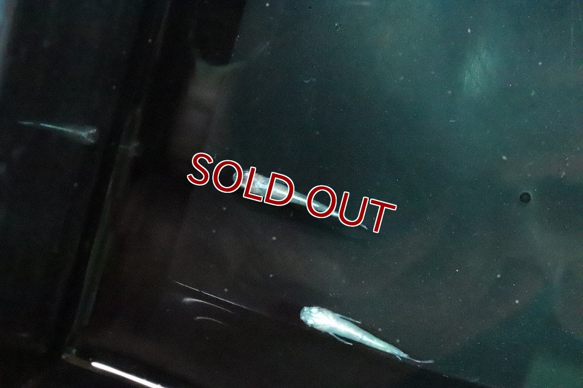 画像2: 【淡水魚】パール緑光メダカ【１匹 サンプル画像】(変わりメダカ)(生体)(熱帯魚)NKKM (2)