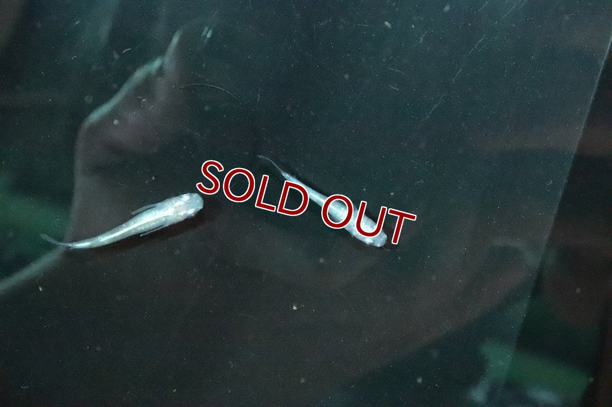 画像3: 【淡水魚】パール緑光メダカ【１匹 サンプル画像】(変わりメダカ)(生体)(熱帯魚)NKKM (3)