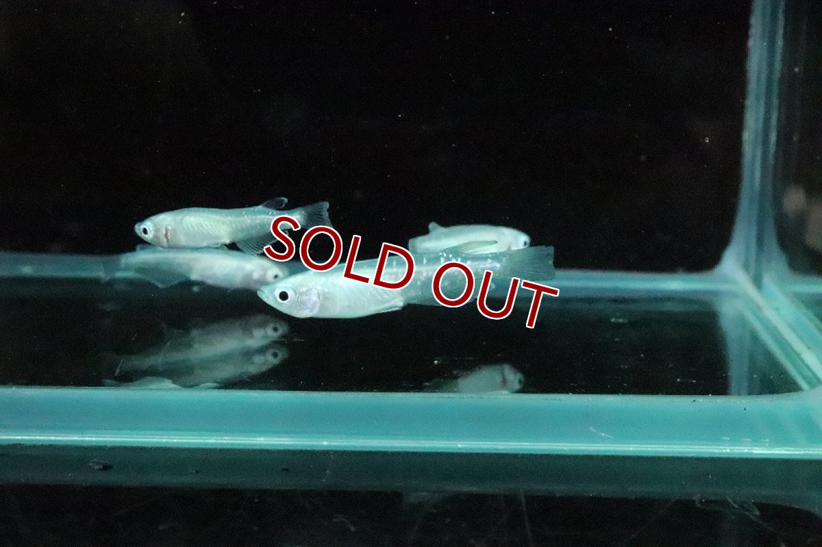 画像4: 【淡水魚】パール緑光メダカ【１匹 サンプル画像】(変わりメダカ)(生体)(熱帯魚)NKKM (4)