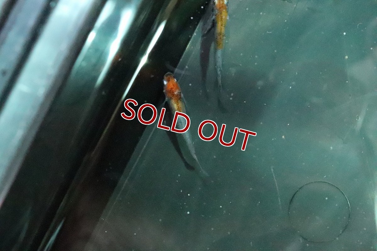 画像2: 【淡水魚】みづきメダカ 宮本氏ブリード【１匹 サンプル画像】(変わりメダカ)(生体)(熱帯魚)NKKM (2)