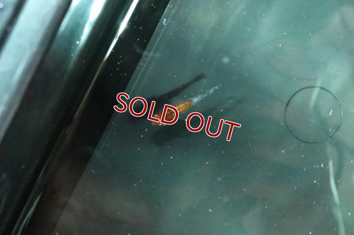 画像3: 【淡水魚】みづきメダカ 宮本氏ブリード【１匹 サンプル画像】(変わりメダカ)(生体)(熱帯魚)NKKM (3)