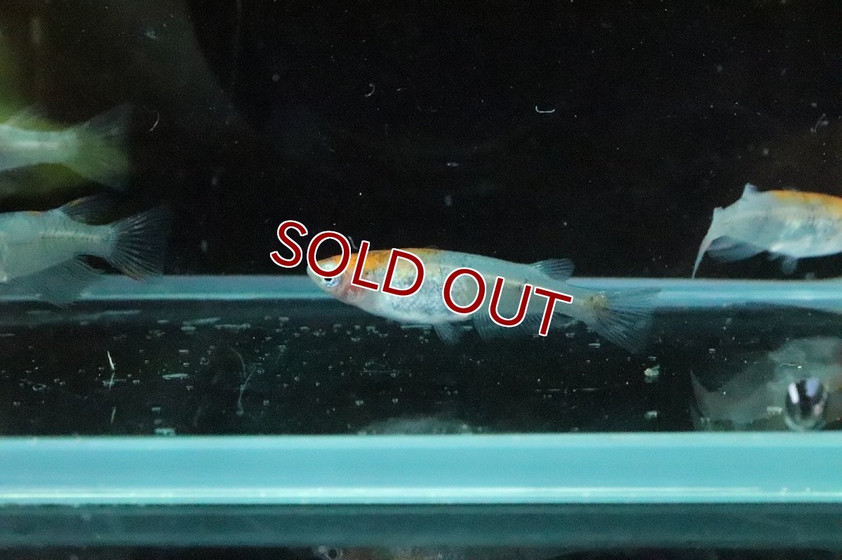 画像4: 【淡水魚】みづきメダカ 宮本氏ブリード【１匹 サンプル画像】(変わりメダカ)(生体)(熱帯魚)NKKM (4)