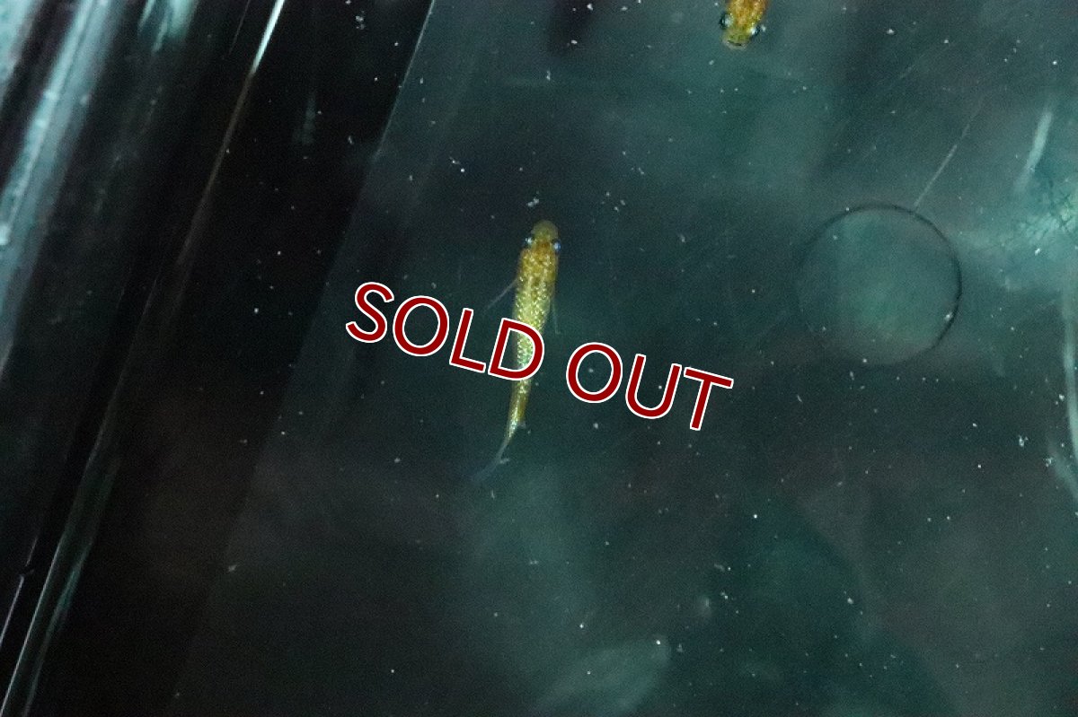 画像2: 【淡水魚】月神メダカ 宮本氏ブリード【１匹 サンプル画像】(変わりメダカ)(生体)(熱帯魚)NKKM (2)