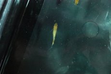 画像2: 【淡水魚】【通販】月神メダカ 宮本氏ブリード【１匹 サンプル画像】(変わりメダカ)(生体)(熱帯魚)NKKM (2)