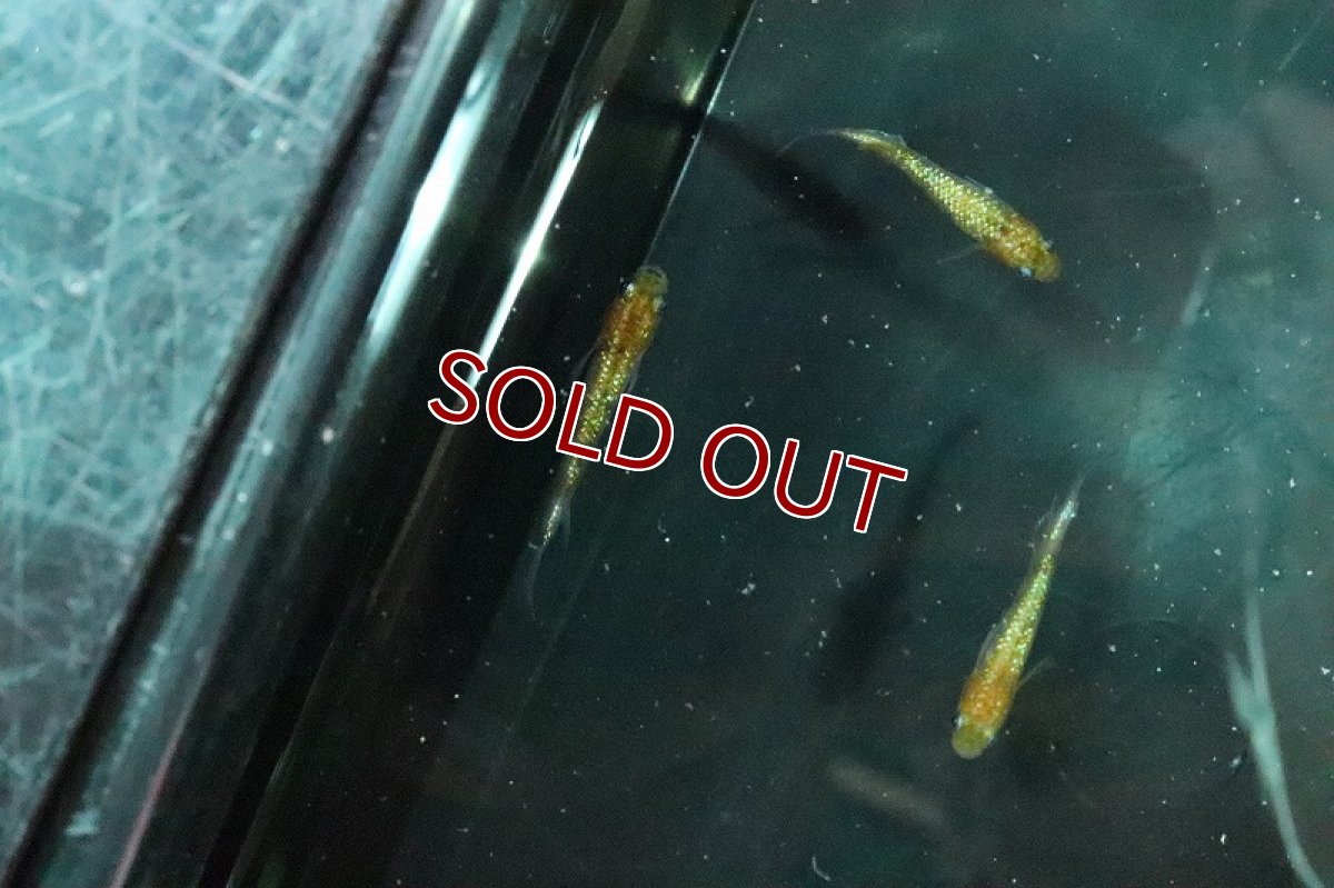 画像3: 【淡水魚】月神メダカ 宮本氏ブリード【１匹 サンプル画像】(変わりメダカ)(生体)(熱帯魚)NKKM (3)