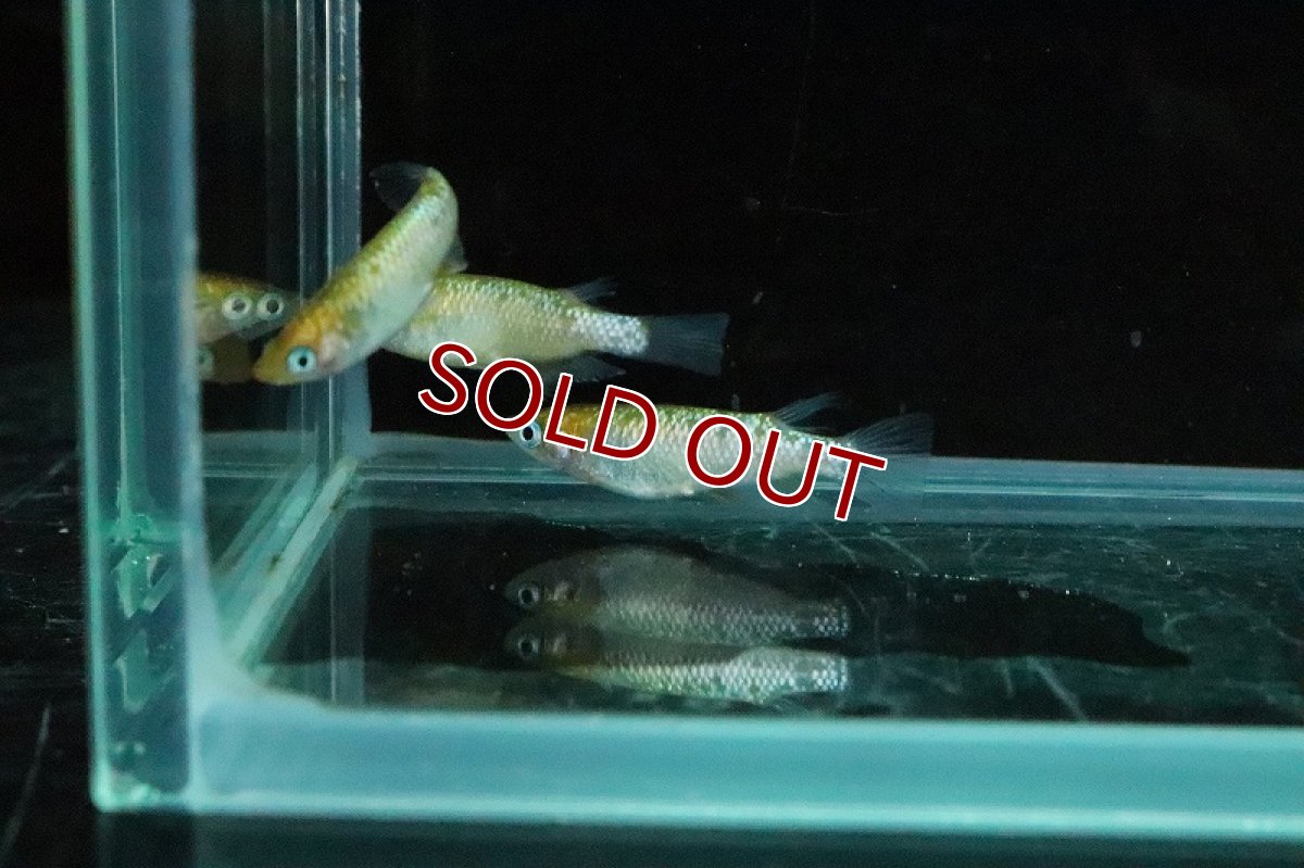 画像4: 【淡水魚】月神メダカ 宮本氏ブリード【１匹 サンプル画像】(変わりメダカ)(生体)(熱帯魚)NKKM (4)