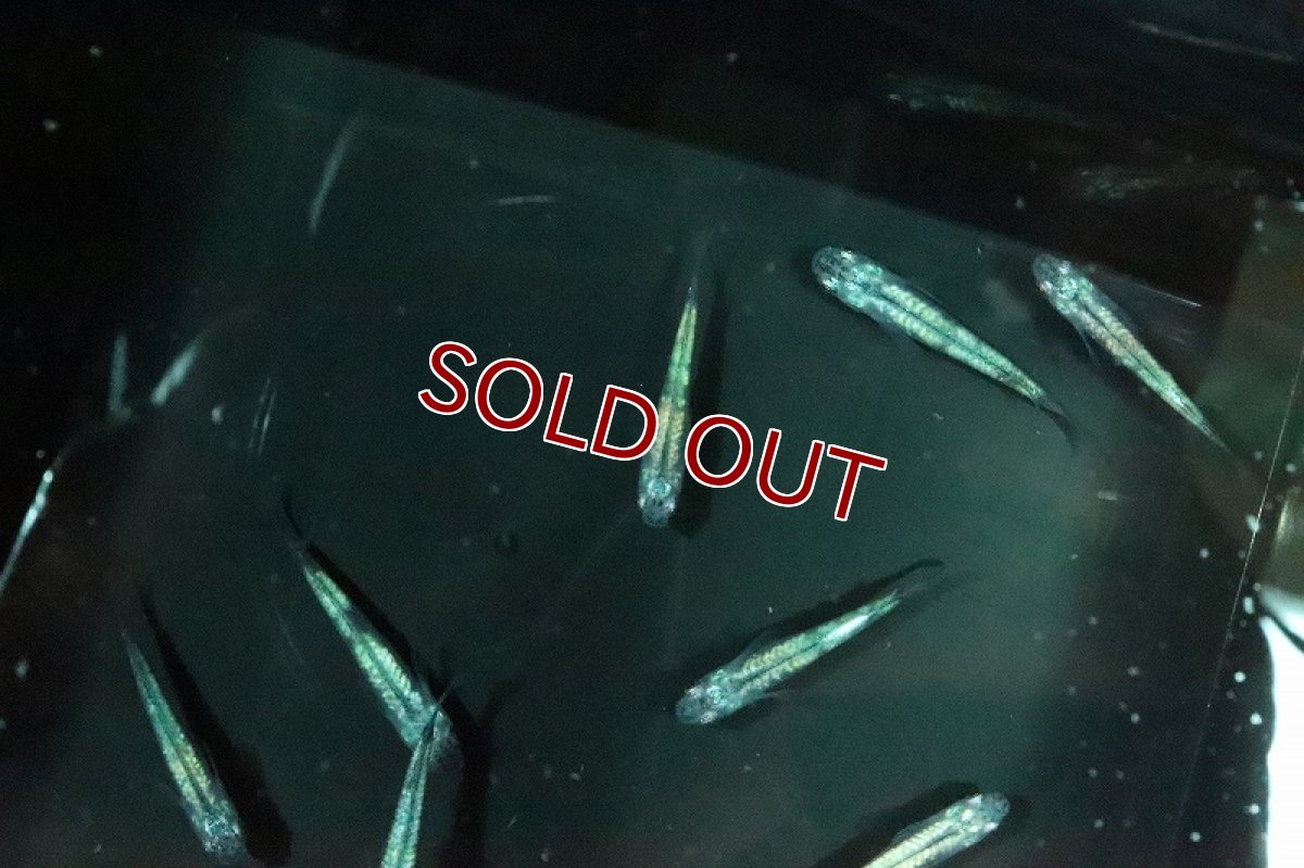 画像2: 【淡水魚】百式メダカ【１匹 サンプル画像】(変わりメダカ)(生体)(熱帯魚)NKKM (2)