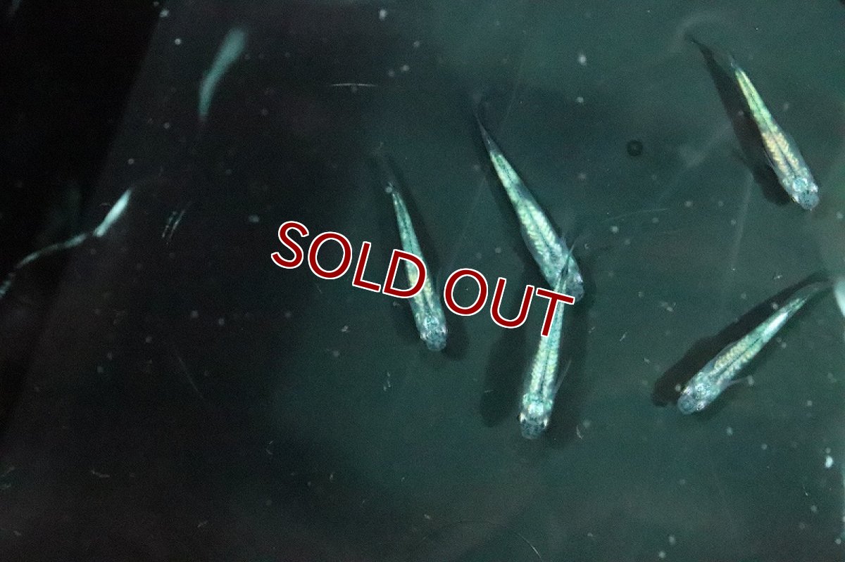 画像3: 【淡水魚】百式メダカ【１匹 サンプル画像】(変わりメダカ)(生体)(熱帯魚)NKKM (3)