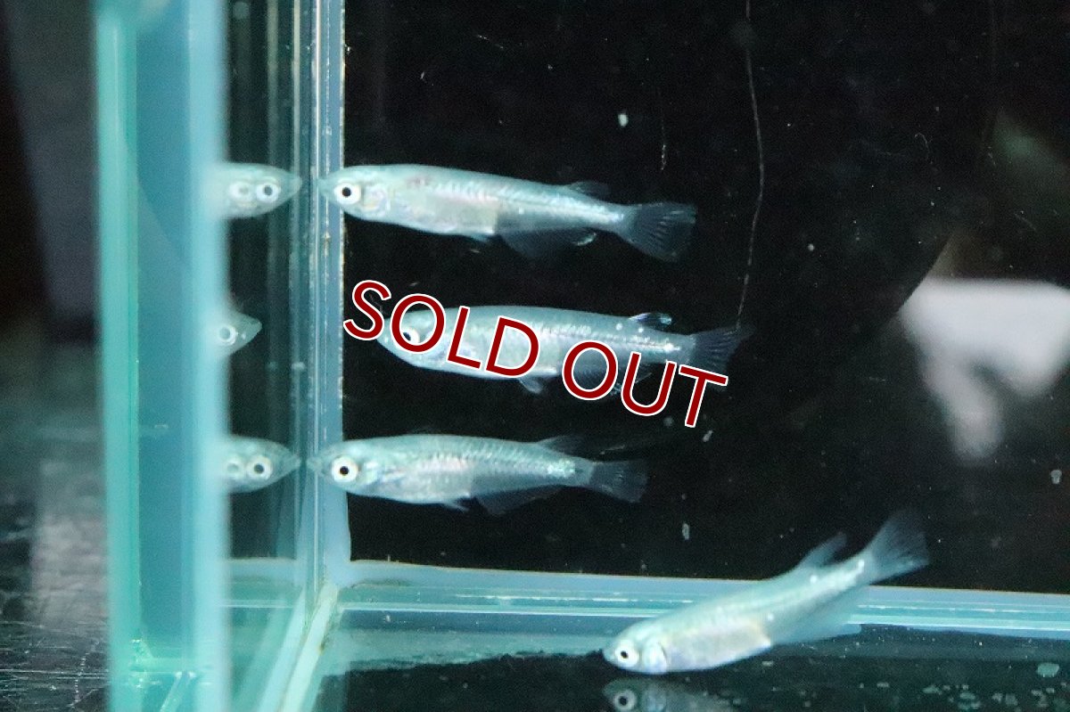 画像4: 【淡水魚】百式メダカ【１匹 サンプル画像】(変わりメダカ)(生体)(熱帯魚)NKKM (4)