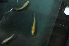 画像1: 【淡水魚】【通販】パンダメダカ【１匹 サンプル画像】(変わりメダカ)(生体)(熱帯魚)NKKM (1)