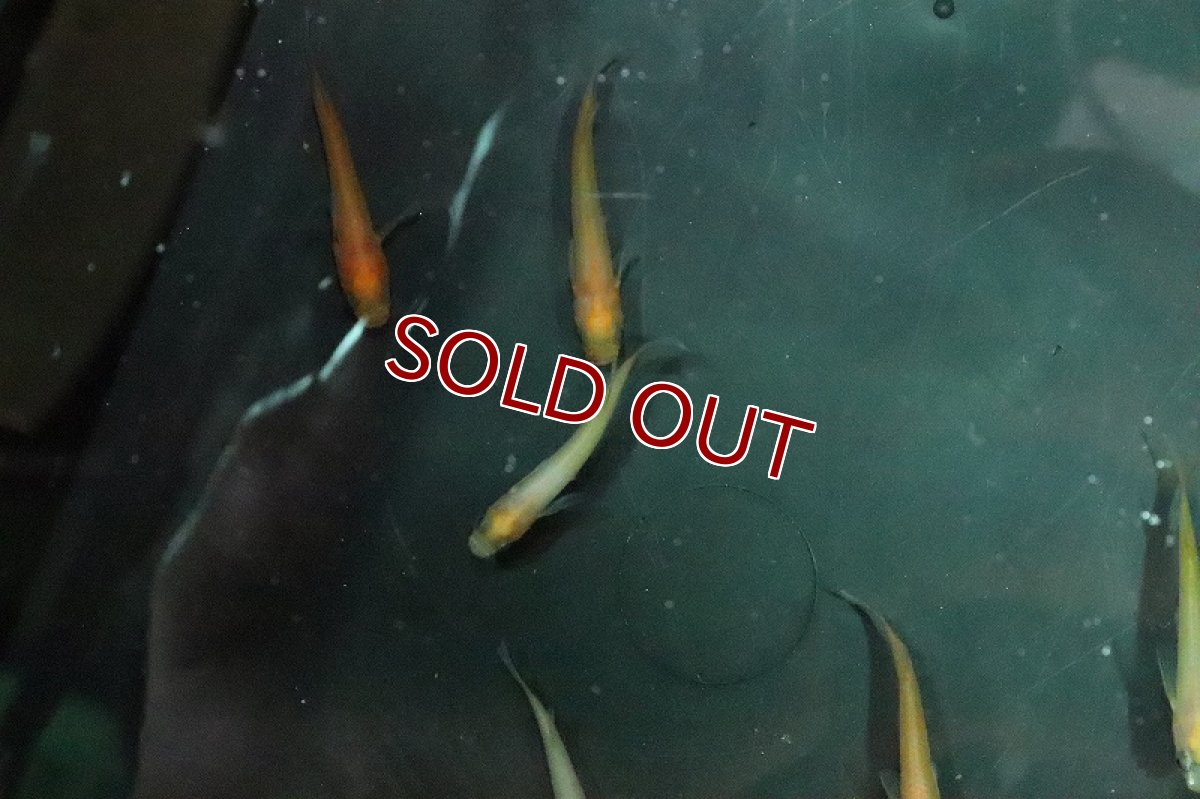 画像2: 【淡水魚】パンダメダカ【１匹 サンプル画像】(変わりメダカ)(生体)(熱帯魚)NKKM (2)