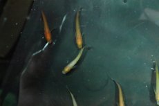 画像2: 【淡水魚】【通販】パンダメダカ【１匹 サンプル画像】(変わりメダカ)(生体)(熱帯魚)NKKM (2)