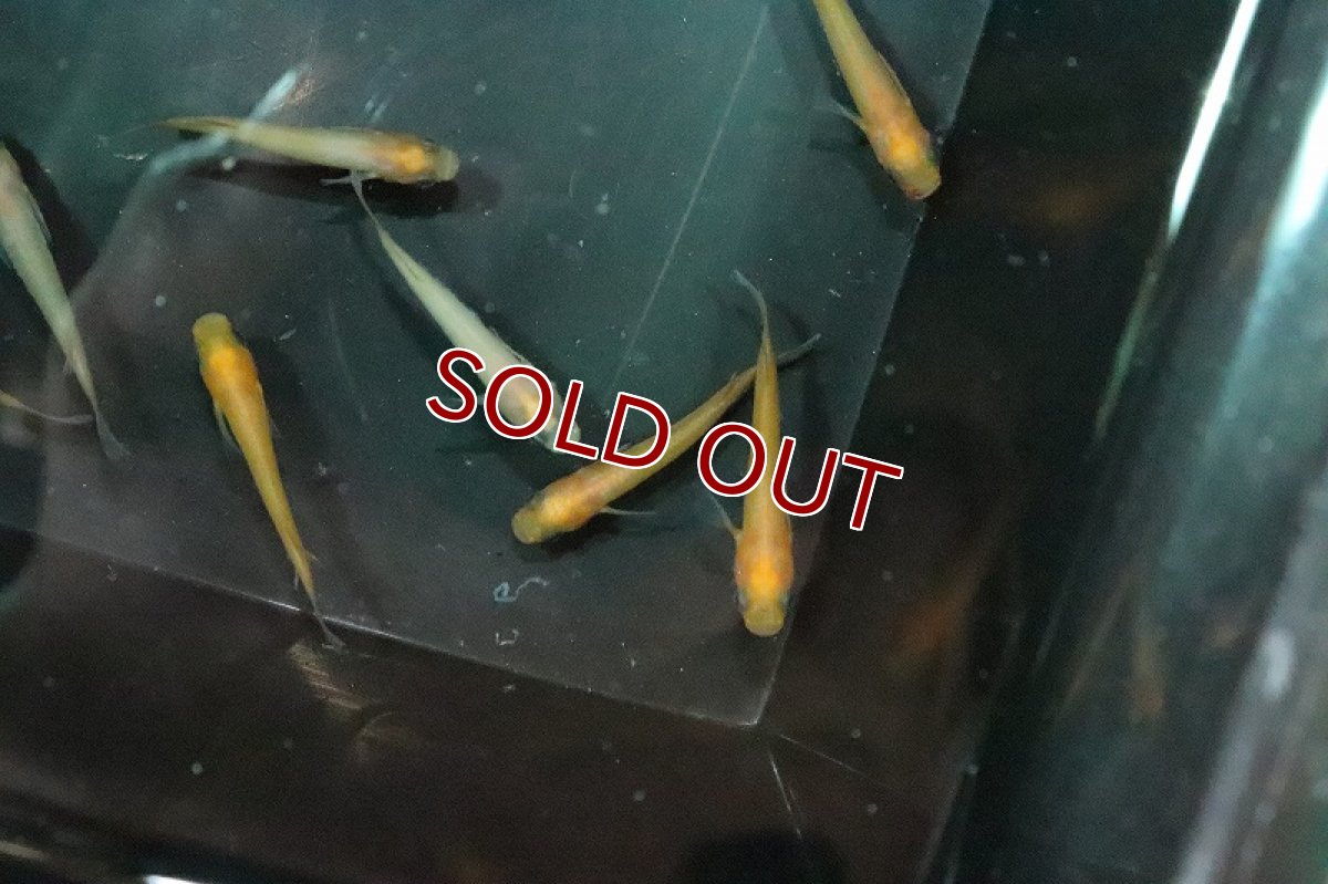 画像3: 【淡水魚】パンダメダカ【１匹 サンプル画像】(変わりメダカ)(生体)(熱帯魚)NKKM (3)