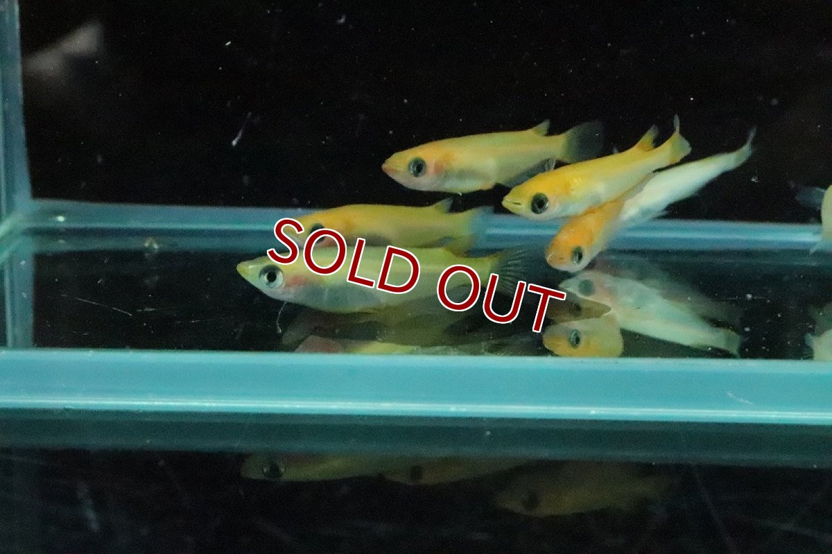 画像4: 【淡水魚】パンダメダカ【１匹 サンプル画像】(変わりメダカ)(生体)(熱帯魚)NKKM (4)