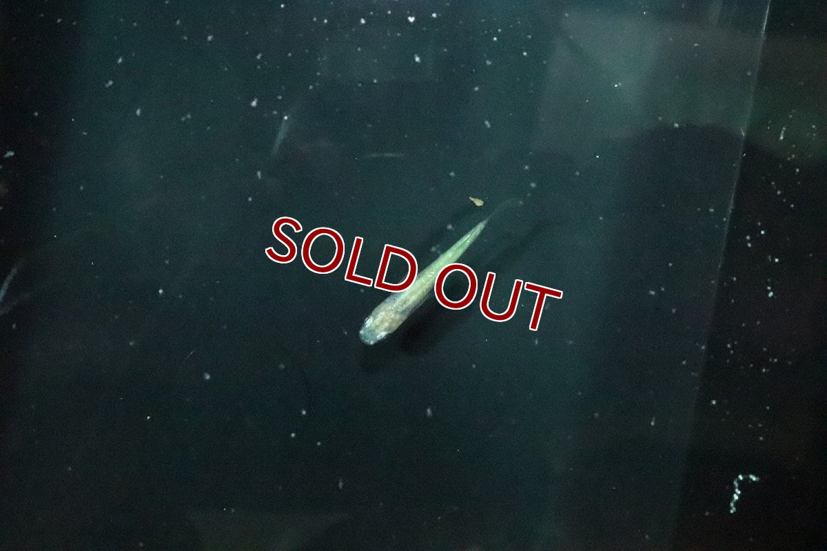 画像2: 【淡水魚】王妃メダカ【１匹 サンプル画像】(変わりメダカ)(生体)(熱帯魚)NKKM (2)