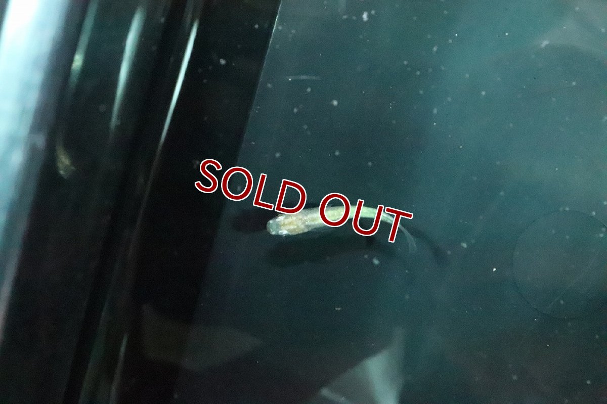 画像3: 【淡水魚】王妃メダカ【１匹 サンプル画像】(変わりメダカ)(生体)(熱帯魚)NKKM (3)