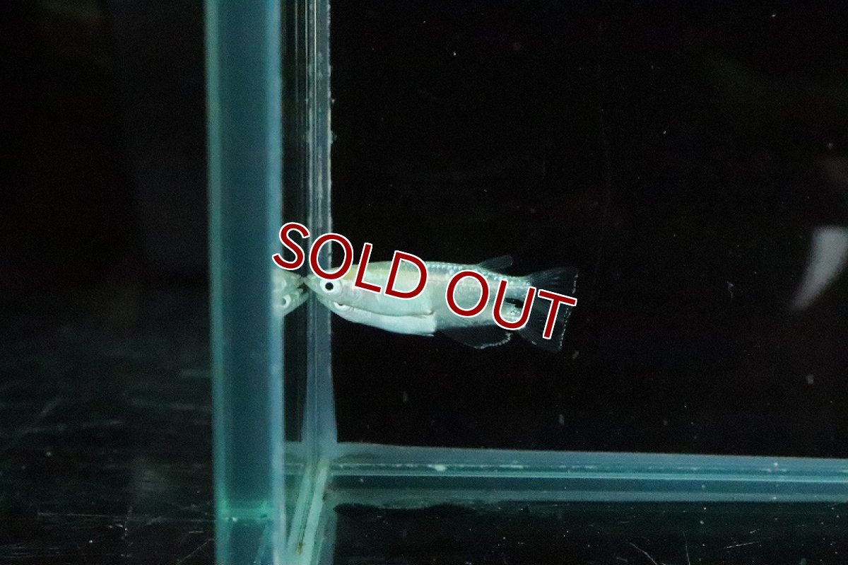 画像4: 【淡水魚】王妃メダカ【１匹 サンプル画像】(変わりメダカ)(生体)(熱帯魚)NKKM (4)