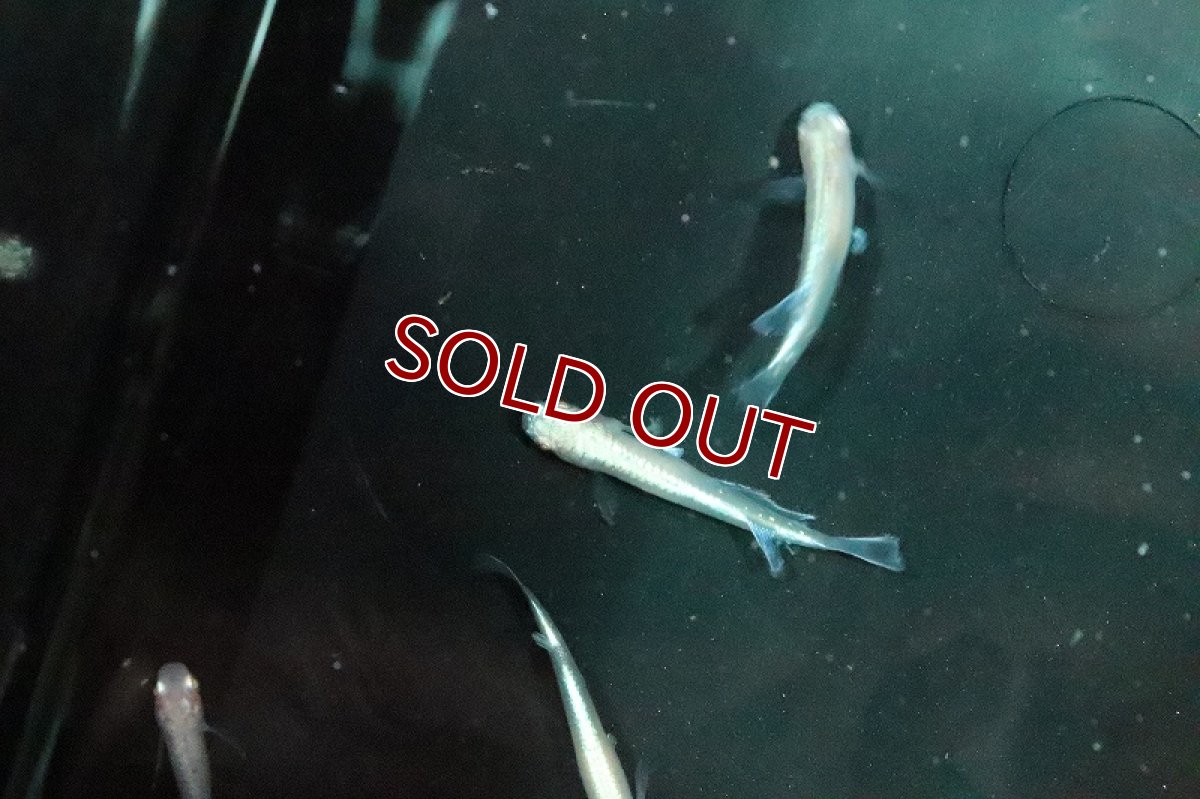 画像2: 【淡水魚】黄金百式メダカ【１匹 サンプル画像】(変わりメダカ)(生体)(熱帯魚)NKKM (2)