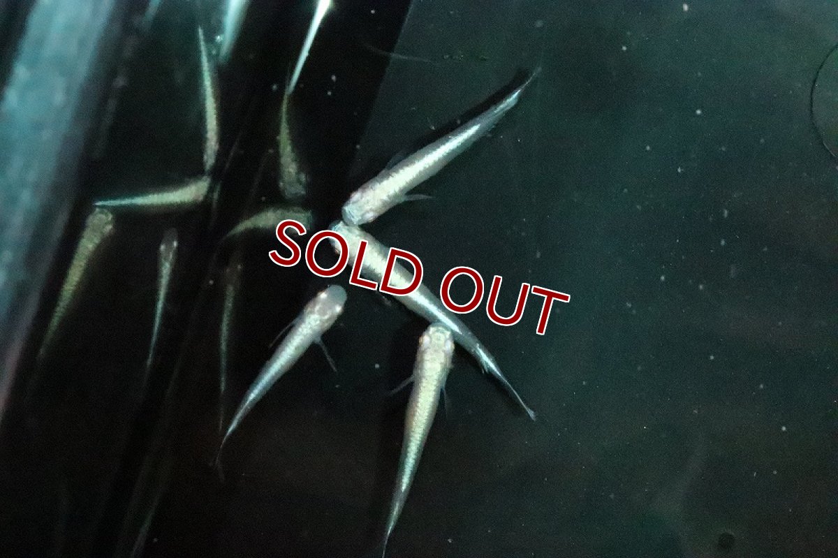 画像3: 【淡水魚】黄金百式メダカ【１匹 サンプル画像】(変わりメダカ)(生体)(熱帯魚)NKKM (3)