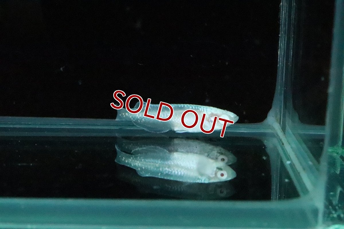 画像4: 【淡水魚】黄金百式メダカ【１匹 サンプル画像】(変わりメダカ)(生体)(熱帯魚)NKKM (4)